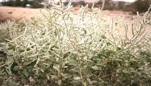 Image result for Aerva