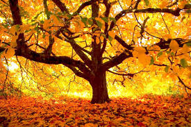 What is the best pc wallpaper site? Wallpaper Hd For Pc Wallpaper Hd For Phone Wallpaper Background Wallpaper Images Hd 1350x900 Wallpaper Teahub Io