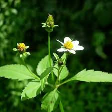 Image result for Bidens pilosa