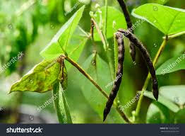 Image result for Vigna radicans