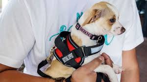 Hassle free emotional support animal registration, supplies, and information. Airlines Can Soon Deny Emotional Support Animals Free Flights Abc News