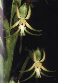 Image result for Habenaria nyikana