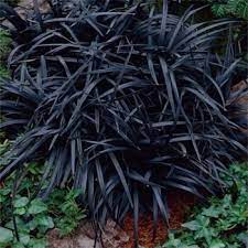 Black mondo grass has exceptional dark foliage that provides high contrast in garden designs. Black Mondo Grass Seeds Ornamental Grass Seed For Shade Shade Plants Shade Garden Black Garden