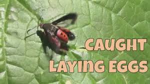 The main host plant for the squash borer moth are vegetables in wonderful, so glad to hear you were able to save your squash plant from the borers. 14 Ways To Deal With Squash Vine Borers Youtube