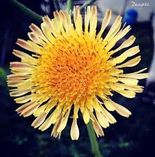 Image result for Sonchus friesii