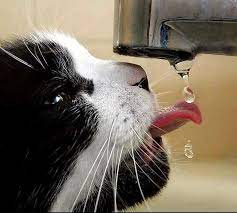 ƹ ӝ ʒ Animals Beautiful Animal Pictures Animals