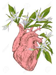 I started teaching traditional drawing and figure drawing online in 2016 and love working with students from more than 170 countries. Drawing Human Anatomical Heart With Flowers Leaves And Birds Gift Congratulations On Valentine S Day Vector Royalty Free Cliparts Vectors And Stock Illustration Image 94378884