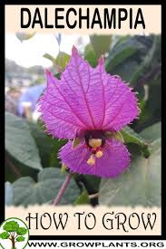 Image result for Dalechampia capensis
