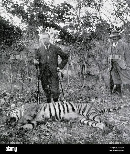 Prince wales hunting tiger in hi-res stock photography and images - Alamy
