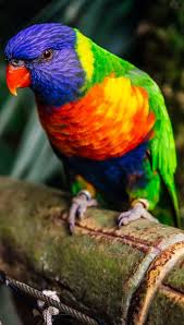 About Wild Animals A Beautiful Rainbow Lorikeet Pet Birds Animals Beautiful Australian Native Animals