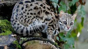 Kucing hutan berusia 6 bulan: Daftar Harga Kucing Hutan Semua Jenis Terbaru 2021