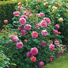The variety has unusually large flowers of warm видео обзор и описание розы принцесс александра оф кент. Rose David Austin Princess Alexandra Of Kent Sugar Creek Gardens