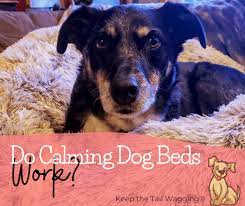 Do you have an anxious dog? Do Calming Dog Beds Work
