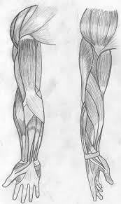 Ridge muscles of the arm. Arm Muscles By Gavinslete On Deviantart