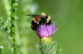 Bumblebee fights, reacts on trailer, get crushed and more. Virginia S Vanishing Bee State Works To Save Rusty Patched Bumblebee Virginia Mercury