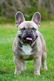 French bulldogs are the most adorable, loving dogs you can find. Cheap French Bulldog Puppies Under 500 Ethical Frenchie