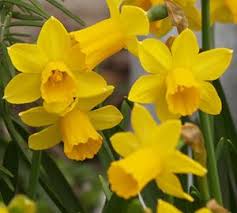 Tete A Tete This Tiny Daffodil Variety Is Only About 8 Tall But Has A Lovely Traditional Yellow Flower It Propagat With Images Daffodil Bulbs Daffodils Bedding Plants