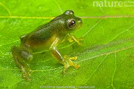 Image result for glass frog