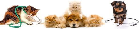 Bilmeniz Gerekenler Kedi Millenium Veteriner Poliklinigi