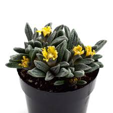 Image result for Nananthus