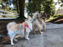 Maybe you would like to learn more about one of these? Best Places To Walk Your Dog In Rancho Cucamonga Premium Pet Care Services Dog Walking Pack Walking Pet Sitting In Rancho Cucamonga