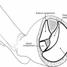 Surface anatomy is best studied using a regional. Cross Sectional Anatomy Of The Mid Portion Of The Left Lower Leg Download Scientific Diagram