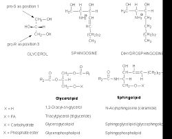 The animal cell membrane is made of triglyceride. Biological Membranes