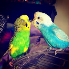 kratose and eddie periquito periquito australiano passaro