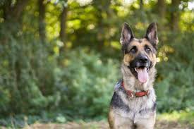 The cost to buy a german shepherd varies greatly and depends on many factors such as the breeders' location, reputation, litter size, lineage of the puppy, breed popularity (supply and demand), training, socialization efforts, breed lines and much. The Top 5 Reasons That German Shepherds Are The Best Dog Breed For Seniors Fitbark