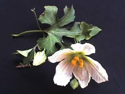 Image result for Lagenaria sphaerica