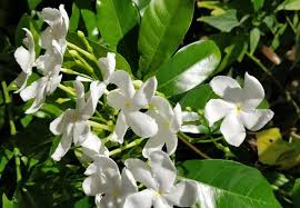 The bark is greyish in color with simple. 20 Permanent Flowering Plants In India That Live All Year Perennials