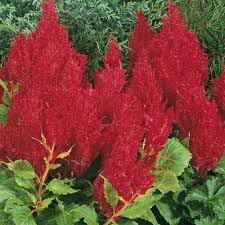 Image result for Celosia elegantissima