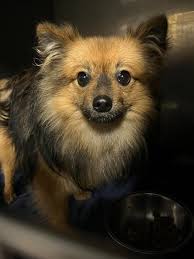 Pomeranian found in backyard of 9 Tarana crescent kings park vic by person  in pic.