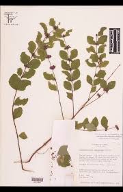 Image result for Caprifoliaceae