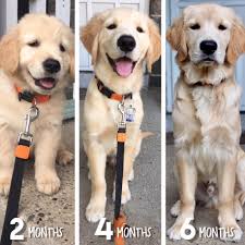 He Still Has 30 Lbs To Go Frompuppytodog
