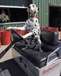 1338 Best Dalmatians Images On Pinterest Dalmatian Puppy Dalmation Puppy Dalmatian Dogs