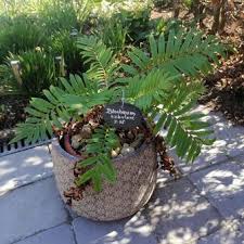 Image result for Blechnum tabulare