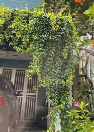 Image result for Dolichandra unguis-cati