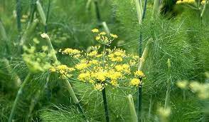 Download now dari pohon adas lahirlah desa ngadas. 26 Manfaat Adas Bagi Kesehatan Pria Wanita Manfaat Co Id