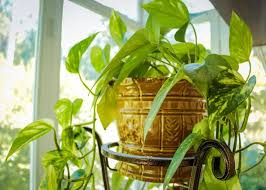 Houseplant Guide How To Care For Indoor Plants The Old