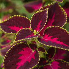 Image result for Coleus hereroensis