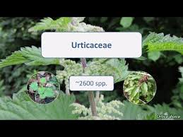 Image result for Urticaceae