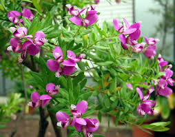 Image result for Polygala myrtifolia