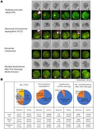 live cell imaging of nuclear chromosomal dynamics in bovine