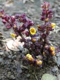 Image result for Alectra orobanchoides