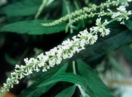 Image result for Buddleja asiatica
