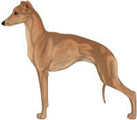 We did not find results for: Italian Greyhound Color Genetics