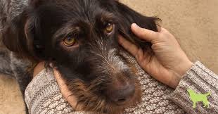 Dog Ear Infections Natural Remedies That Work In 2020 Dogs Ears Infection Dog Ear Infection Remedy Smelly Dog