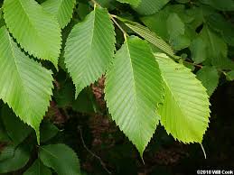 See elm leaf stock video clips. Slippery Elm Ulmus Rubra