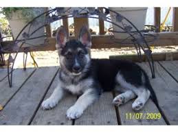 Folge deiner leidenschaft bei ebay! German Shepherd Puppies In Kentucky
